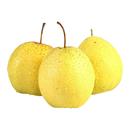 正宗雪梨河北特产赵县雪花梨子新鲜水果梨子当季 雪梨