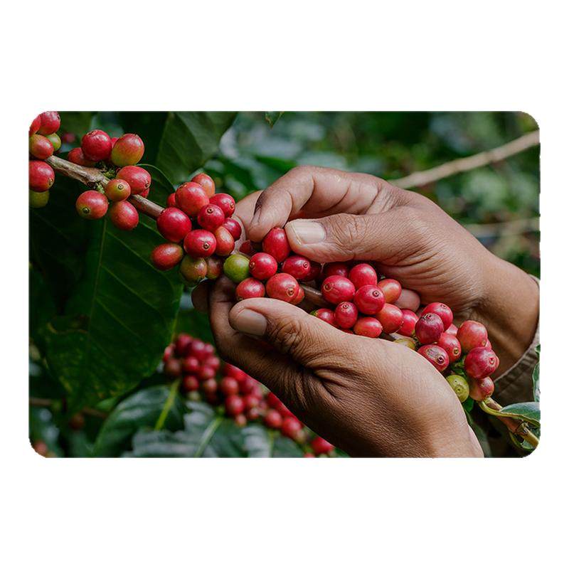 LAVAZZA拉瓦萨挂耳咖啡意式甄选咖啡粉浓醇精品手冲美式10片,咖啡/麦片/冲饮,挂耳咖啡,淘宝优惠券,粉丝福利购,淘宝优惠卷