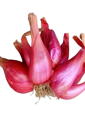 红葱头种四季红根小香葱火葱头种子分葱大葱小葱种籽盆栽蔬菜种孑