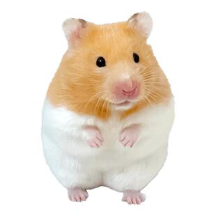 家养金丝熊小仓鼠活物小型可爱 鼠类小宠物一公一母紫仓布丁活体