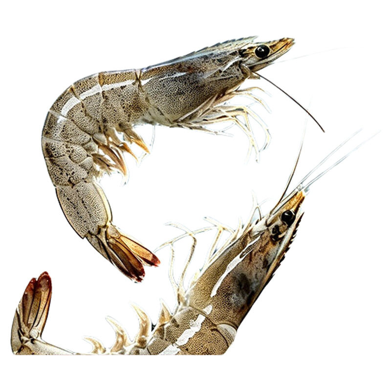 东方甄选自营南美白虾白对虾大虾海鲜水产生鲜冻虾食材速冻冷冻
