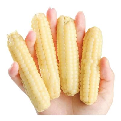 云南西双版纳香糯拇指小玉米新鲜即食真空装婴儿玉米宝宝手指玉米