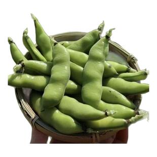 【26年头茬新鲜蚕豆】云南农家自种带壳豌豆新鲜胡豆角现摘现发