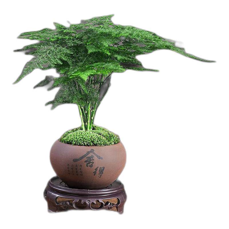 文竹盆栽植物室内花卉盆景客厅办公室桌面小绿植禅意云竹四季好养,鲜花速递/花卉仿真/绿植园艺,绿植,淘宝优惠券,粉丝福利购,淘宝优惠卷