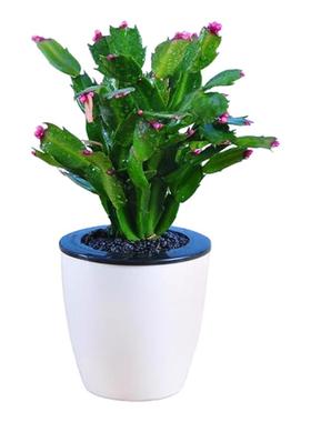 蟹爪兰苗多肉植物带根蟹抓兰仙人掌嫁接令箭荷花室内绿植花卉盆栽