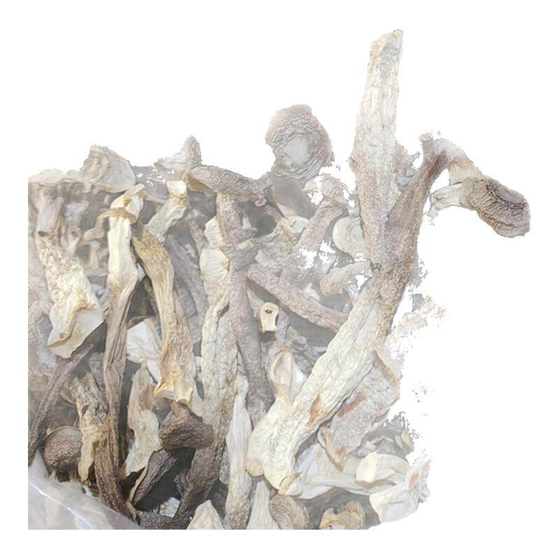 古田鹿茸菇干货特产级大鹿茸菇