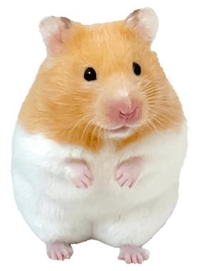 家养金丝熊小仓鼠活物可爱布丁三线银狐活宠鼠类宠物已打疫苗活体