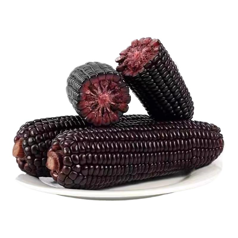 【铝箔8根】山西忻州新鲜黑糯玉米大棒真空包装粗粮低脂糯香甜8根