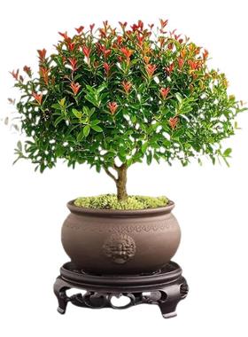 小叶赤楠老桩盆栽客厅桌面盆栽植物室内阳台四季好养植物绿植盆栽