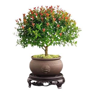 小叶赤楠老桩盆栽客厅桌面盆栽植物室内阳台四季 好养植物绿植盆栽