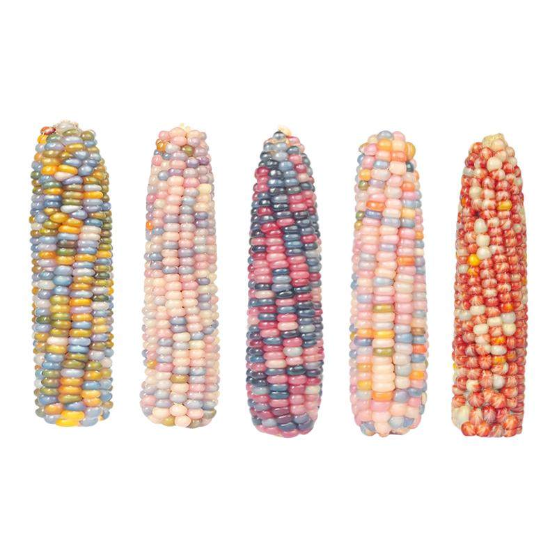 仓鼠零食小玉米磨牙棒金丝熊荷兰猪花枝鼠蜜袋鼯龙猫金丝熊粮食品,宠物/宠物食品及用品,鼠粮,淘宝优惠券,粉丝福利购,淘宝优惠卷