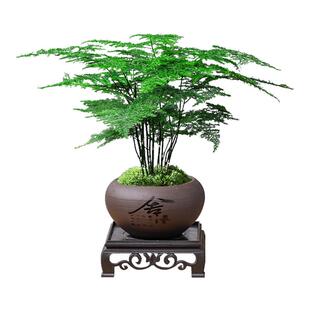 文竹盆栽桌面摆件植物办公室内客厅植物竹子水培绿植中式禅意盆景