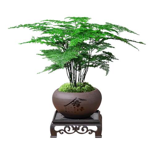文竹盆栽四季常青桌面盆景