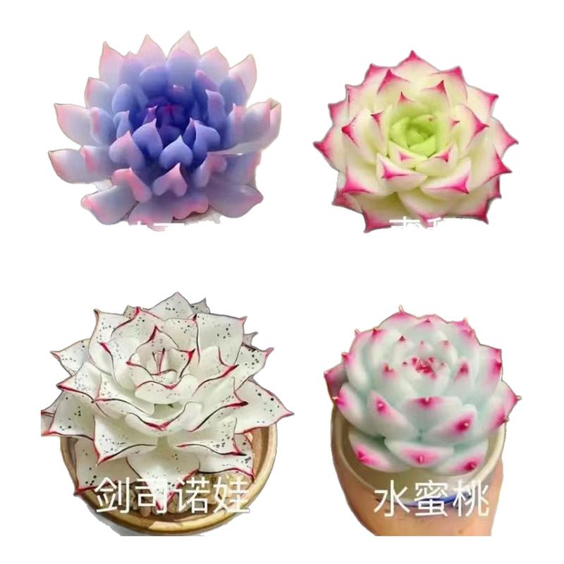 新款冰玉剑司诺娃水蜜桃麦秆多款组合多肉植物套餐盆栽花卉防辐射