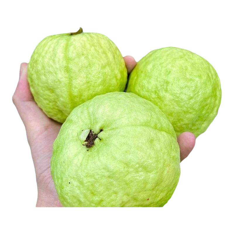 ���ڲ�����3�� ��԰��ժֱ�������ڹ㶫¡�����鷬ʯ�����ˬ�ڰ��İ�������ˮ�� 19.99Ԫ