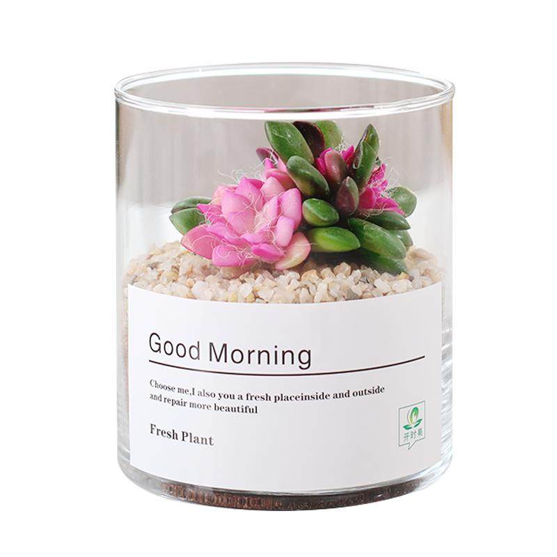 多肉植物仙人掌仙人球肉肉组合盆栽办公室内花卉好养桌面小绿植防 - 百亿补贴品牌优选出品