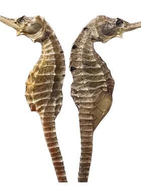 三斑海马公母一对6g装滋补煲汤养生泡酒干货中药材正品连锁旗舰店