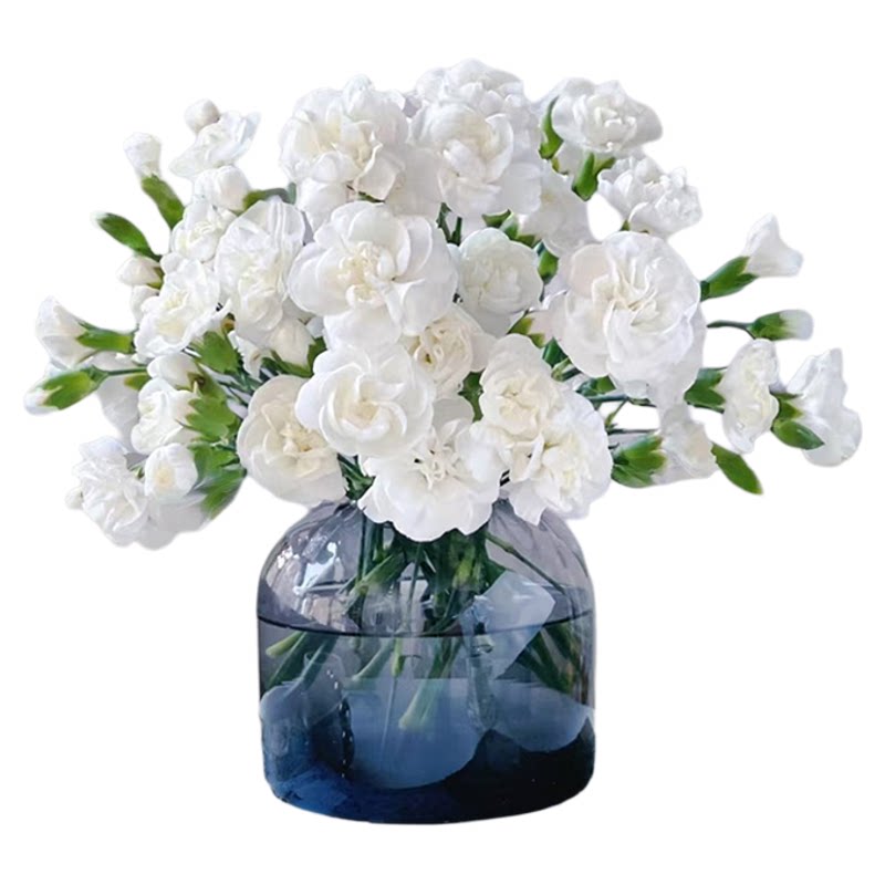 ���ڲ�����������ƿ ��ϡ�С���ͷ����΢�ۿ���ܰ10֦+��Ӫ��Һ ��ͷ����΢�ۿ���ܰ10֦