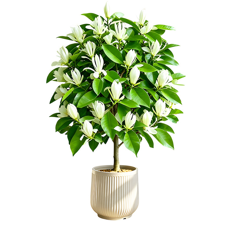 白兰花盆栽玉兰花老桩树苗带花苞阳台庭院浓香型花卉四季好养植物