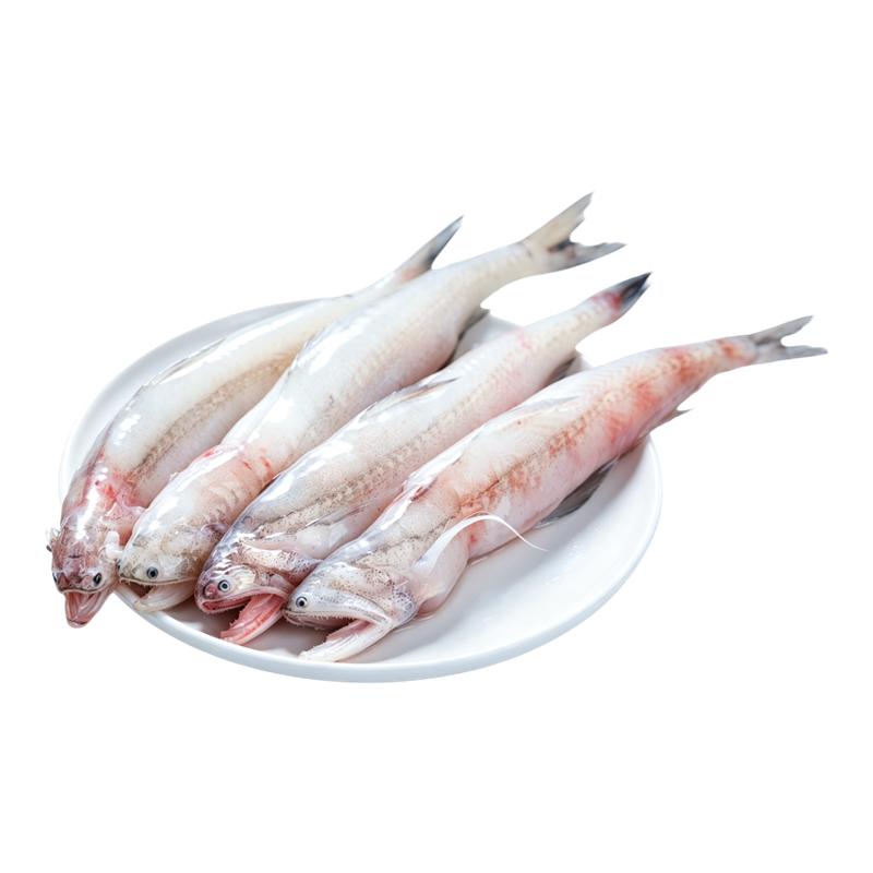 特大龙头鱼海捕豆腐鱼新鲜鲜嫩冷冻海鲜嫩鱼九肚鱼水潺整条刺少