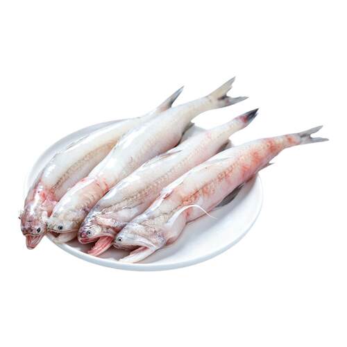 新鲜海捕！龙头鱼！高品质豆腐鱼