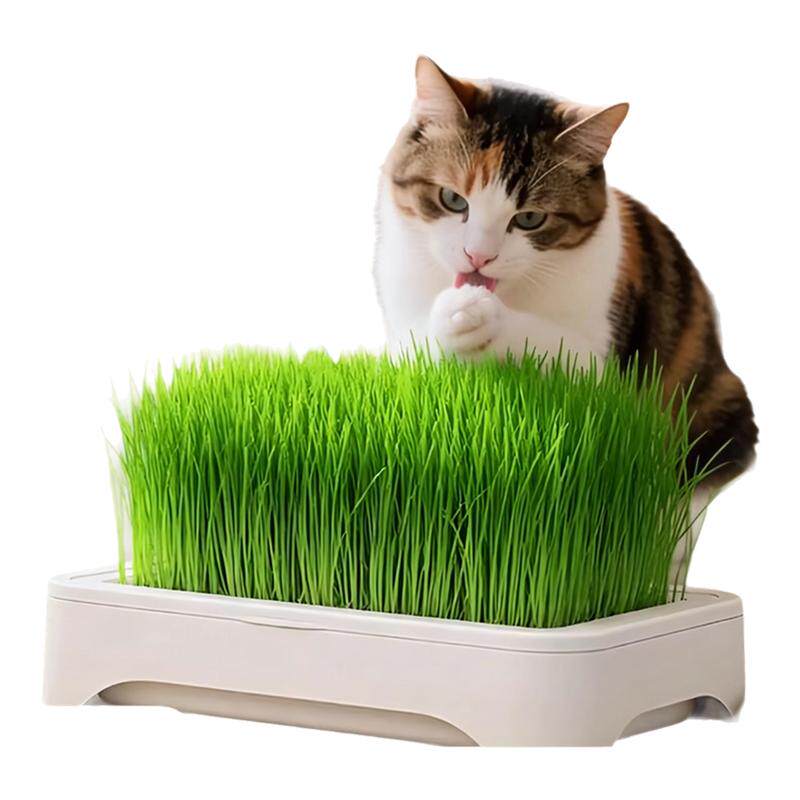 水培猫草盆栽催吐助消化