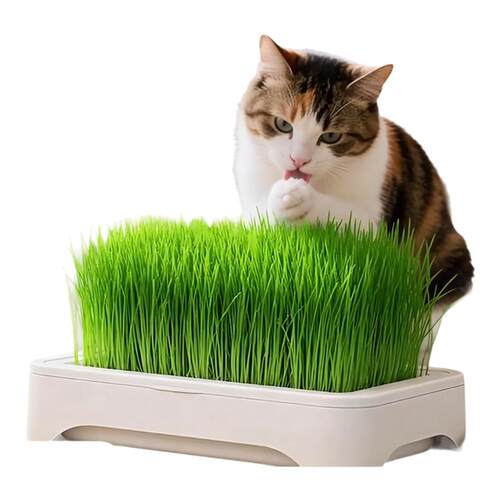 水培猫草盆栽催吐助消化
