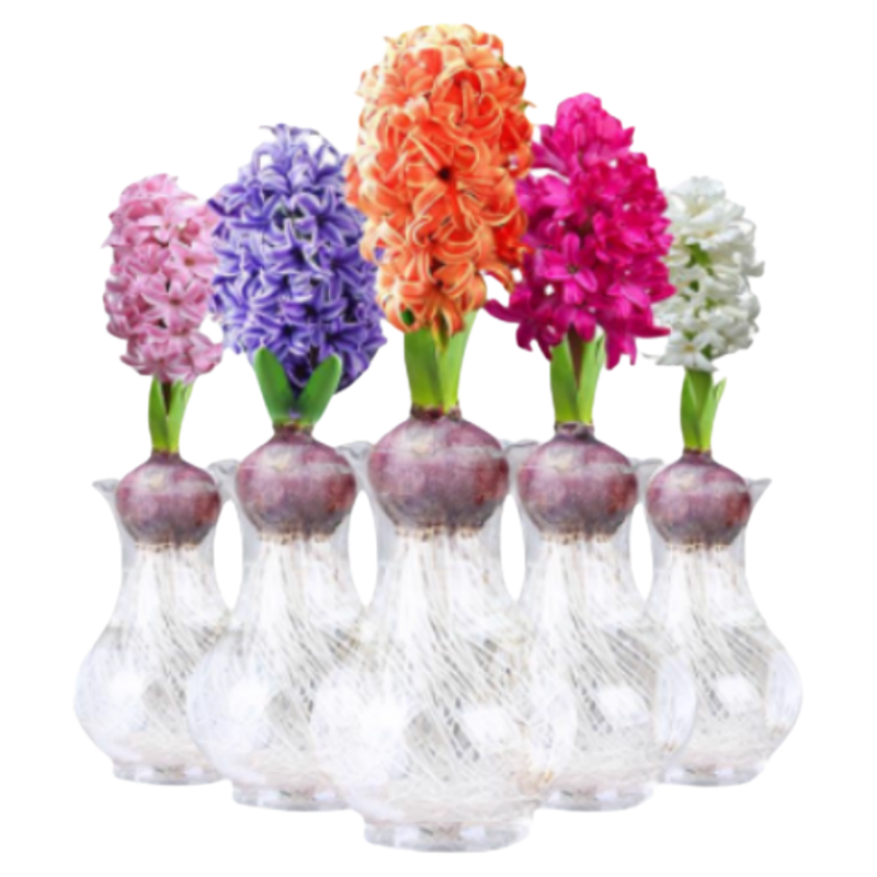 风信子种球水培套装四季水养郁金香花卉室内耐寒土培绿植秋冬盆栽