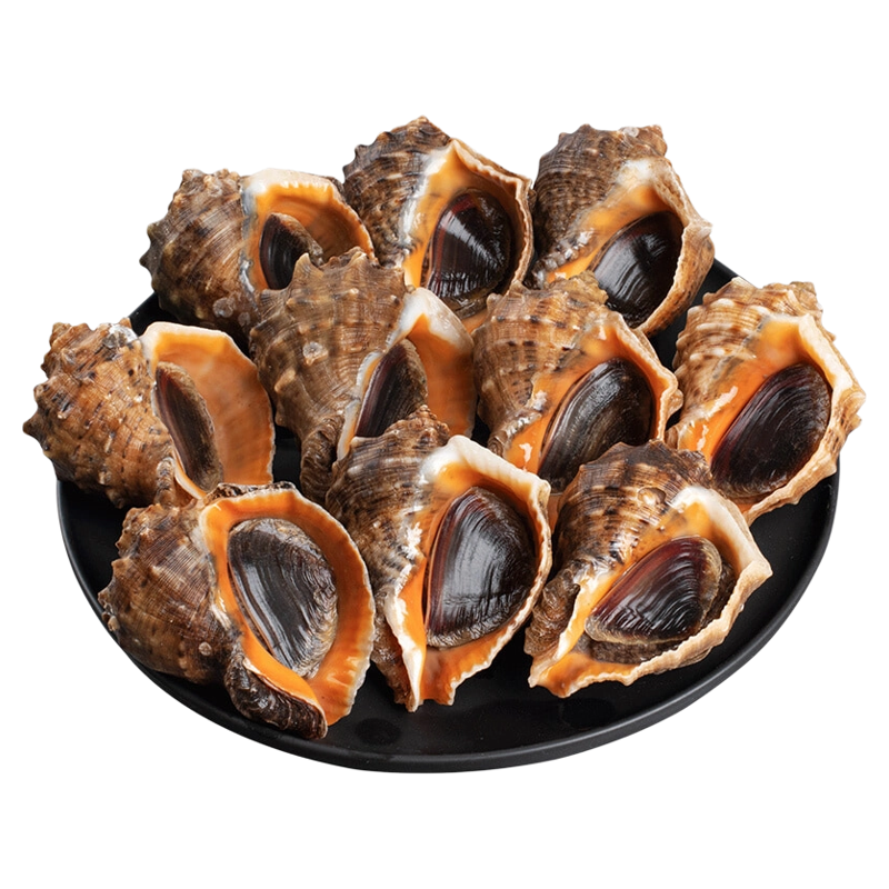 海螺鲜活特大新鲜海捕超大号响螺带黄贝类海鲜水产大全3斤装顺丰