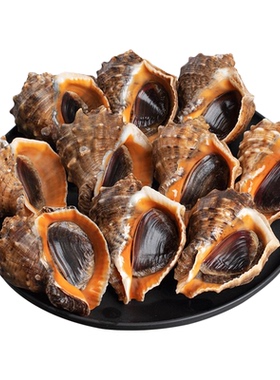 海螺鲜活特大新鲜海捕超大号响螺带黄贝类海鲜水产大全3斤装顺丰