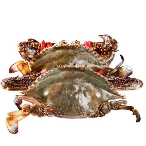 鲜冻梭子蟹！码头直发！高品质！