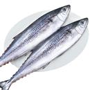 大鲅鱼新鲜活鲐鲅鱼马鲛鱼大整条冷冻青花鱼马友鱼海鲜马交鱼批发