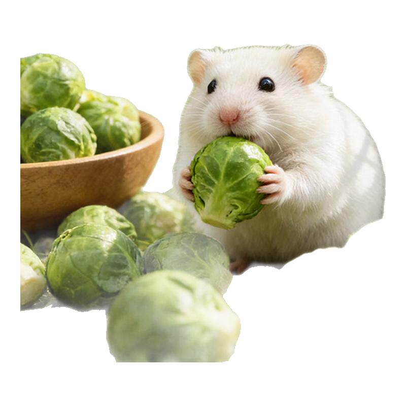 仓鼠磨牙冻干!富含膳食纤维