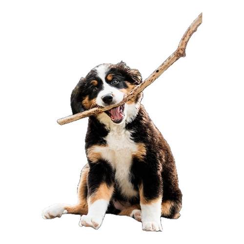 Orijen原始猎食渴望幼犬狗粮无谷狗粮鸡肉犬粮部分临期2/4.5/6kg