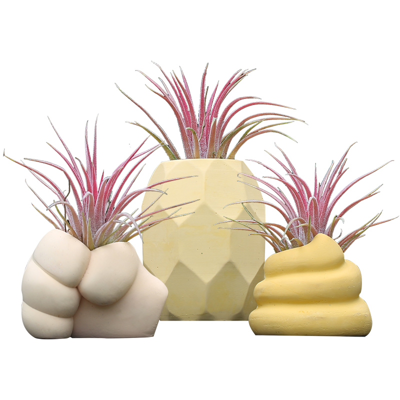 空气凤梨懒人绿植套装握了个草