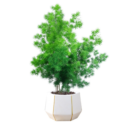 蓬莱松盆栽植物室内四季常青桌面