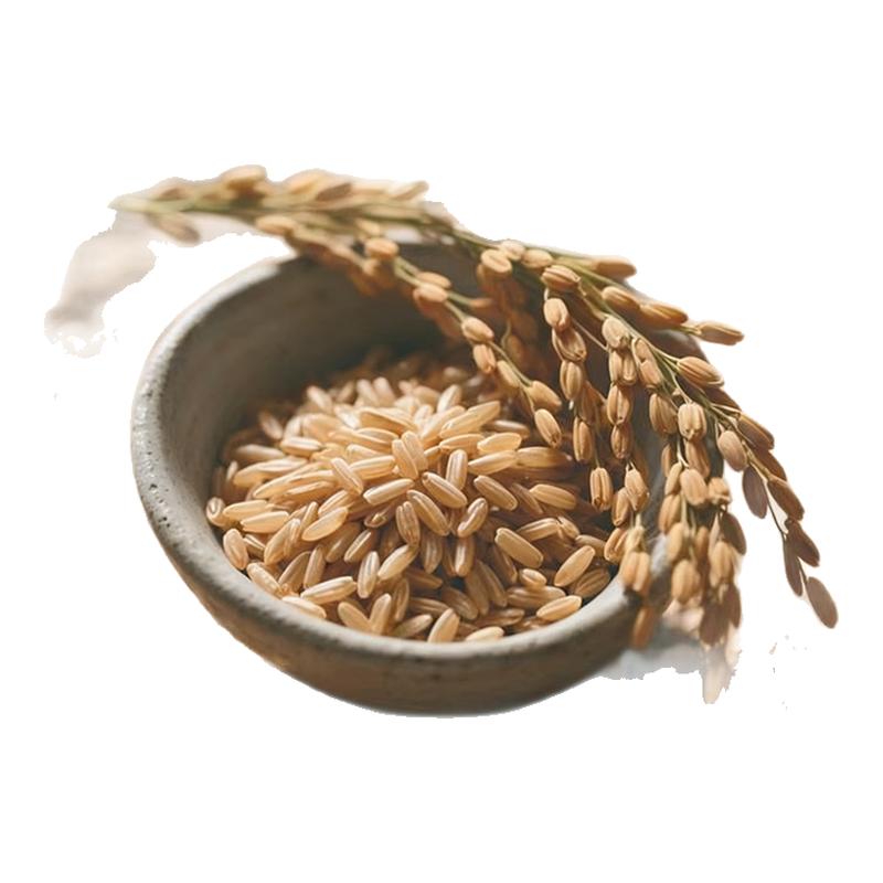 东北糙米2025年新米五谷杂粮健康粗粮糙米饭健身代餐官方旗舰店