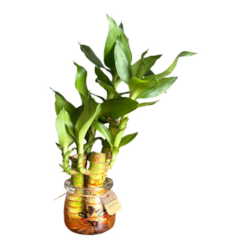 水培植物富贵竹文昌竹许愿瓶水养绿植盆栽四季常绿好养活室内绿植