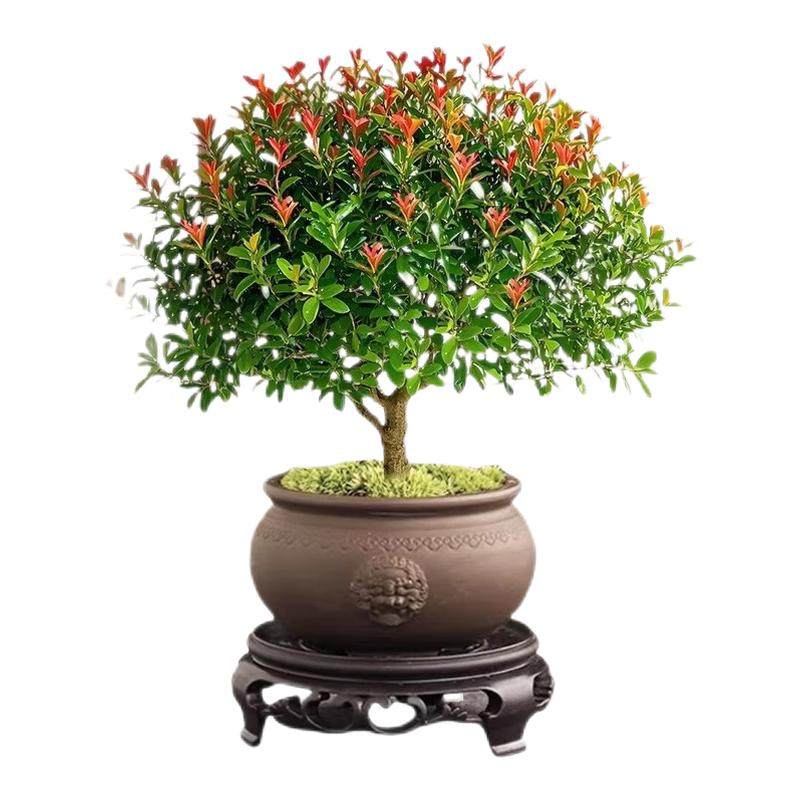 小叶赤楠老桩盆栽客厅桌面盆栽植物室内阳台四季好养植物绿植盆栽,鲜花速递/花卉仿真/绿植园艺,造型盆景,淘宝优惠券,粉丝福利购,淘宝优惠卷