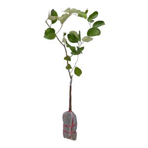 大青枣树活苗嫁接台湾金桃蜜丝枣牛奶苹果枣雪丽高朗黄冠大枣超甜