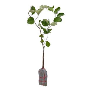 大青枣树活苗嫁接台湾金桃蜜丝枣牛奶苹果枣雪丽高朗黄冠大枣超甜