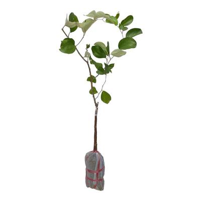 蜜丝枣苹果枣嫁接苗牛奶大枣超甜