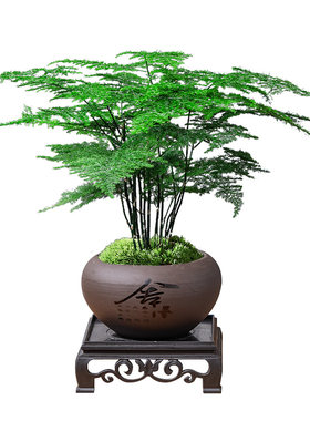 文竹盆栽四季常青桌面盆景