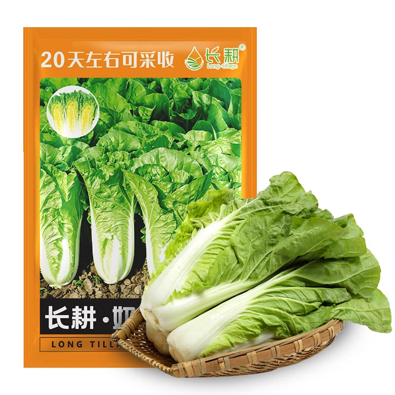 快菜种子四季奶油阳台盆栽图片