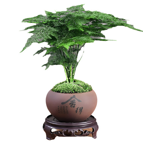 精品小文竹盆栽室内桌面好养绿植