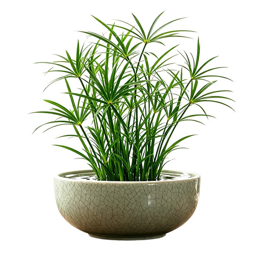 水竹水培植物带根风车旱伞草造景