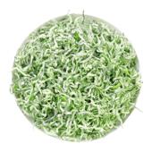 黔毅2025年明前新茶贵州都匀毛尖官方正品 手工绿茶特产送礼250g