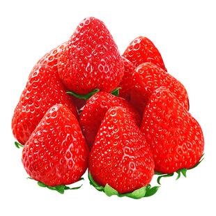 红颜奶油草莓礼盒装新鲜水果5斤应当季99九九牛奶大整箱3顺丰包邮