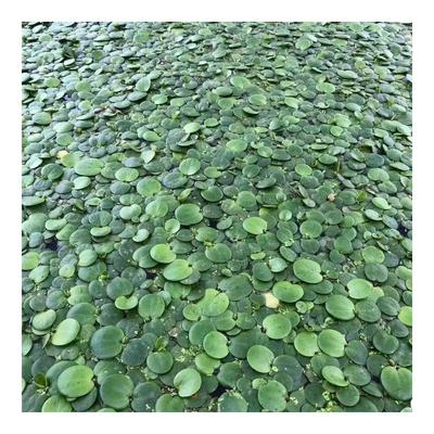 浮萍圆心萍水培绿植庭院办公室鱼虾龟缸造景漂浮水草苹果萍真草