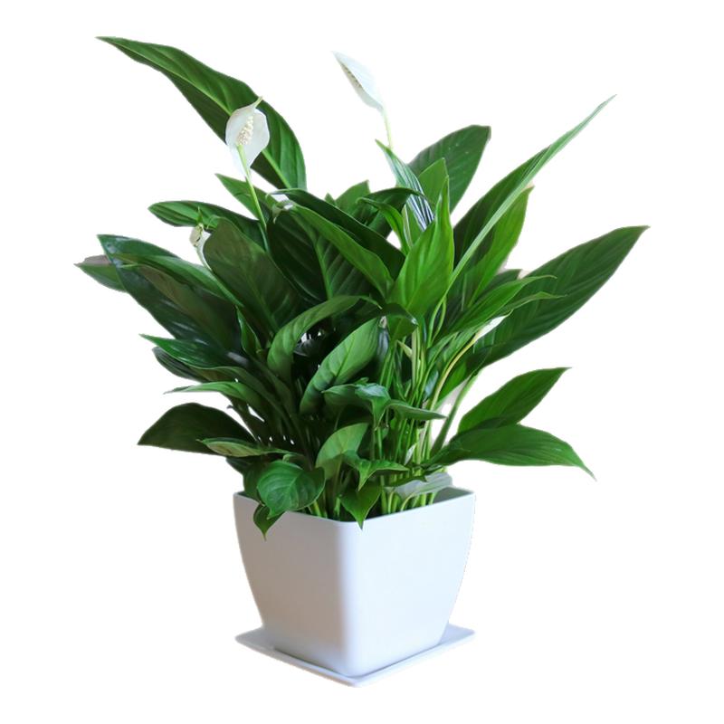 白掌盆栽一帆风顺花卉植物室内水培红掌绿植发财树净化空气吸甲醛